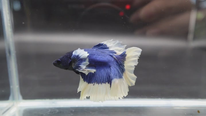 A Blue Fancy Halfmoon Betta fish swimming in a small staging aquarium used for sale and viewing in the UK.