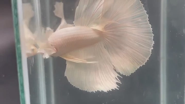 A Platinum Dumbo Halfmoon Betta fish swimming in a small staging aquarium used for sale and viewing in the UK.
