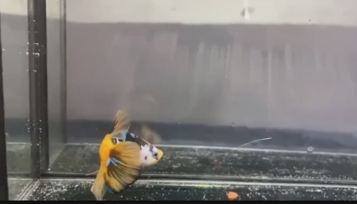 A Yellow Galaxy Koi Plakat Betta fish swimming in a small staging aquarium used for sale and viewing in the UK.