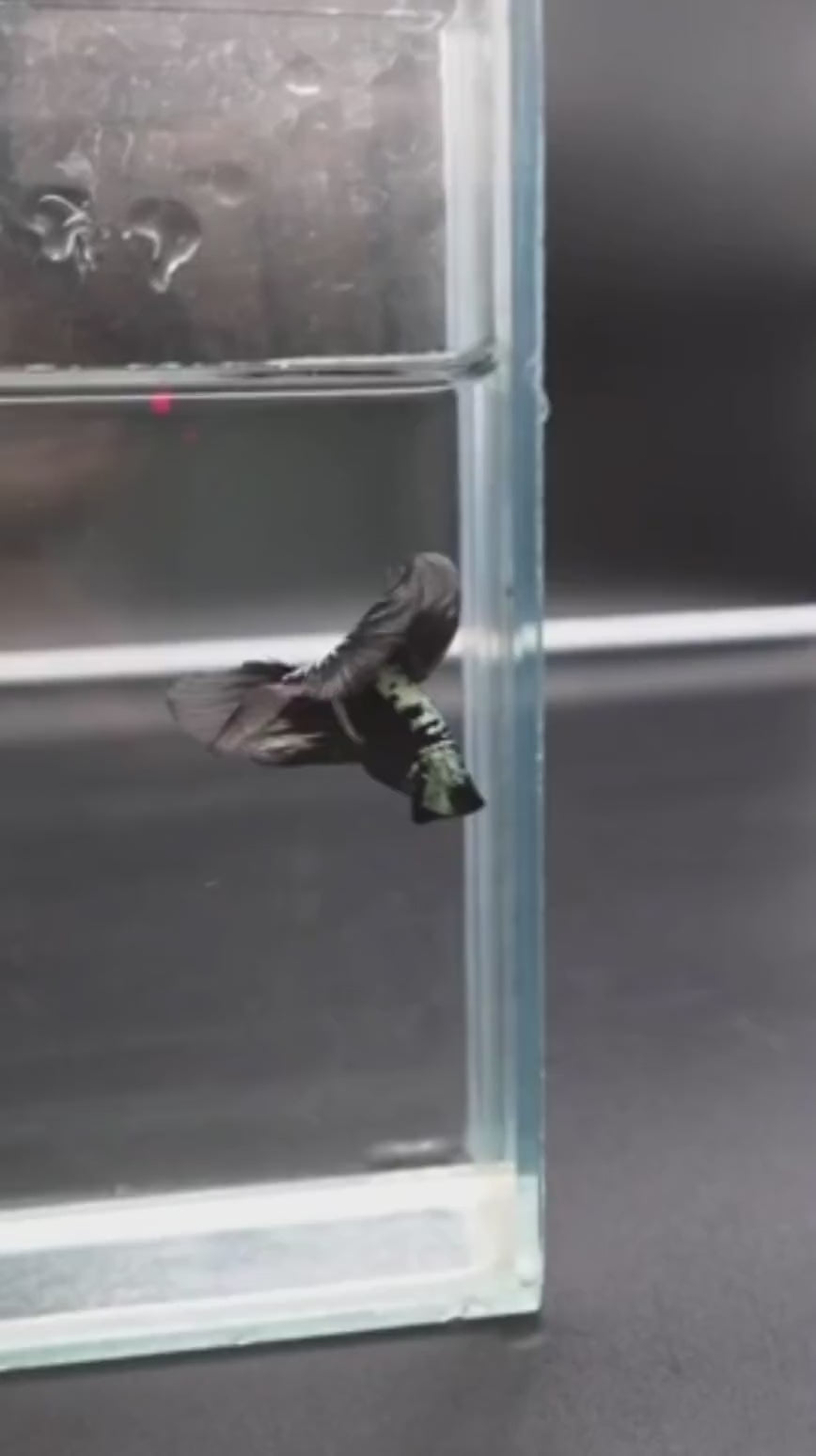 Black_Shadow_Samurai_Halfmoon