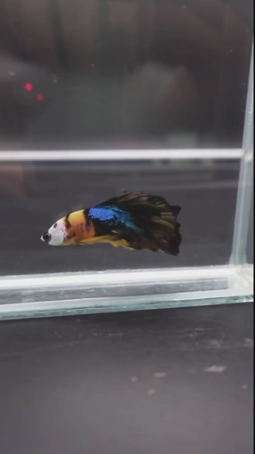 Multicolour_Halfmoon_3