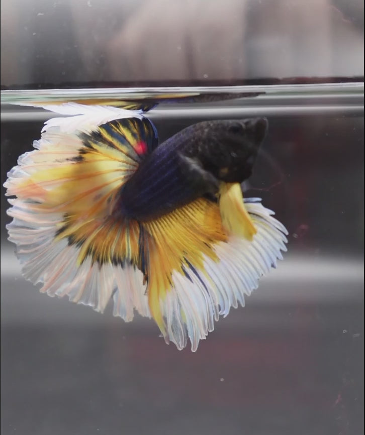 A Black and White Mustard Gas Betta fish swimming in a small staging aquarium used for sale and viewing in the UK.