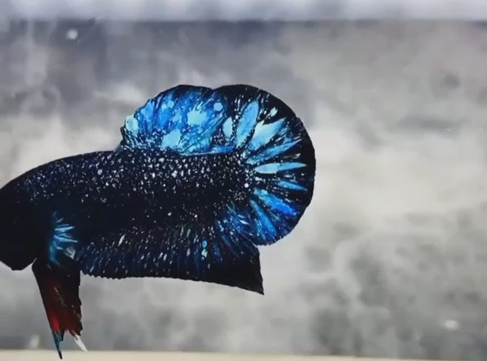 Blue_Red_Galaxy_Avatar_Plakat_llll