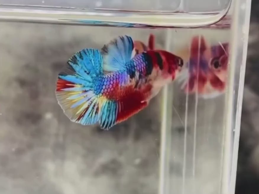 A Multicolour Galaxy HMPK (2) Betta fish swimming in a small staging aquarium used for sale and viewing in the UK.
