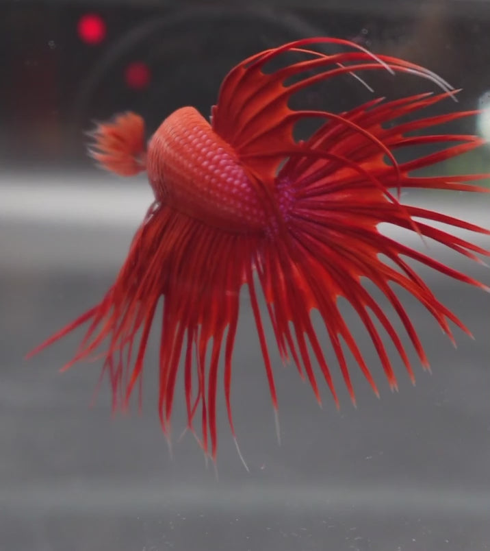 A Red Crowntail Betta fish swimming in a small staging aquarium used for sale and viewing in the UK.