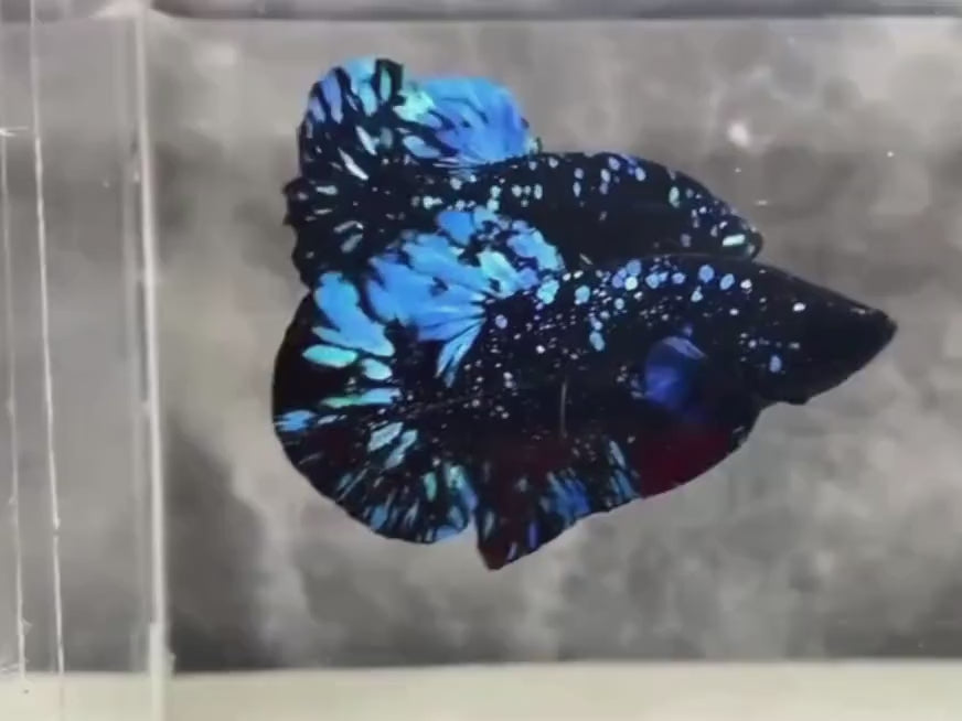 Blue_Red_Galaxy_Avatar_Plakat_ll