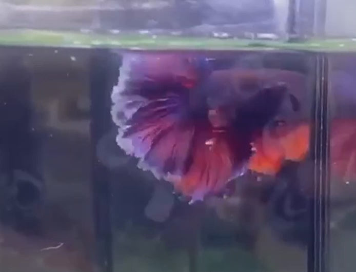 A Purple Mustard Gas Halfmoon Betta fish swimming in a small staging aquarium used for sale and viewing in the UK.