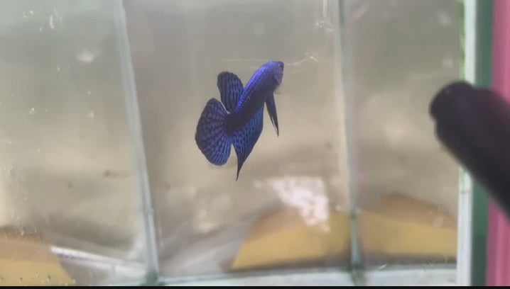 A Blue Alien Plakat Betta fish swimming in a small staging aquarium used for sale and viewing in the UK.