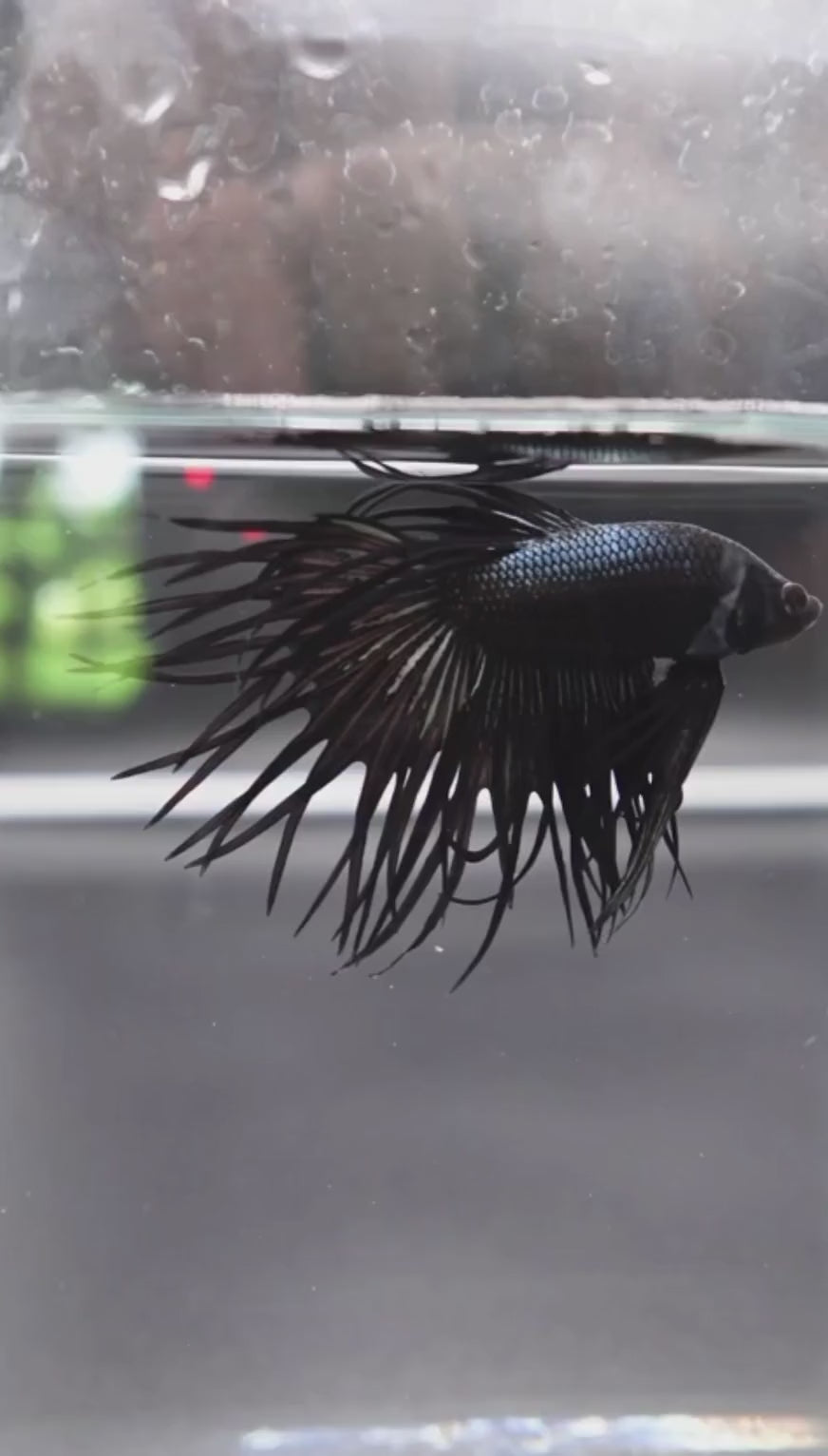 Black_King_Crowntail