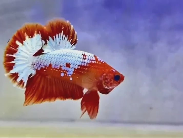 A Red and Copper Plakat Betta fish swimming in a small staging aquarium used for sale and viewing in the UK.