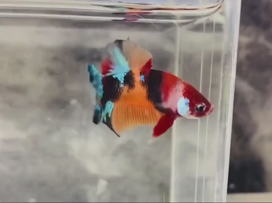 A Multicolour Galaxy HMPK Betta fish swimming in a small staging aquarium used for sale and viewing in the UK.