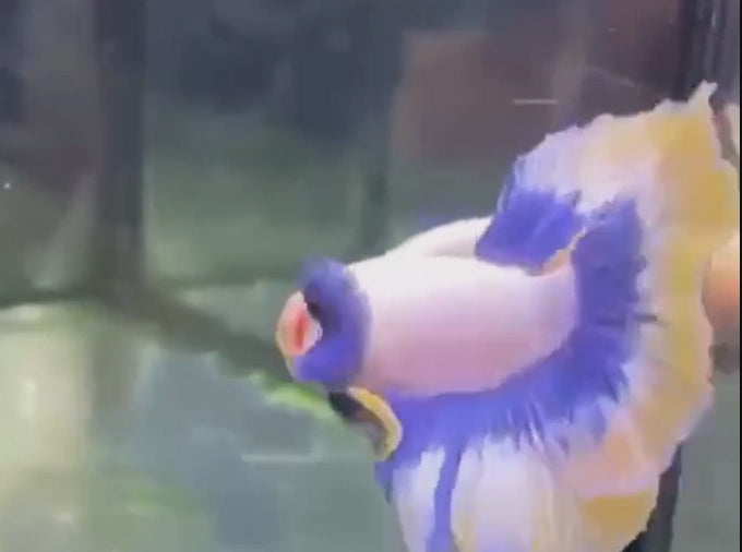 A Blue Snow Mustard Gas Betta fish swimming in a small staging aquarium used for sale and viewing in the UK.