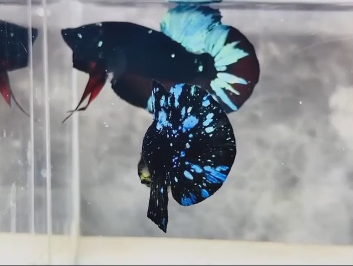 Blue_Yellow_Galaxy_Avatar_Plakat_llll