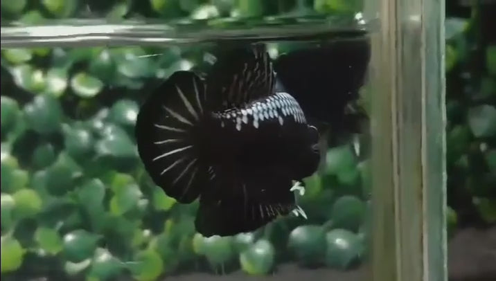 A Black Shadow Samurai Plakat Betta fish swimming in a small staging aquarium used for sale and viewing in the UK.