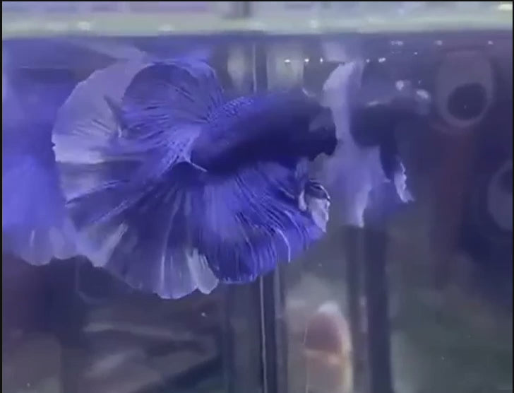 A Blue Halfmoon Betta fish swimming in a small staging aquarium used for sale and viewing in the UK.
