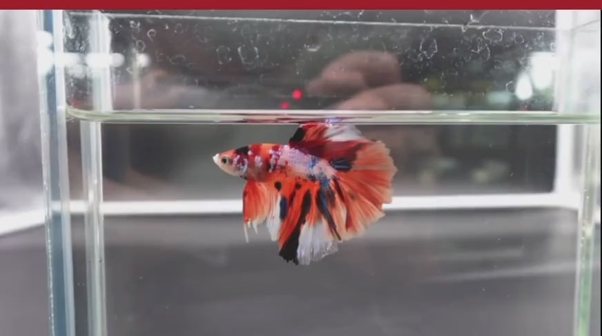 Multicolour_Halfmoon_5