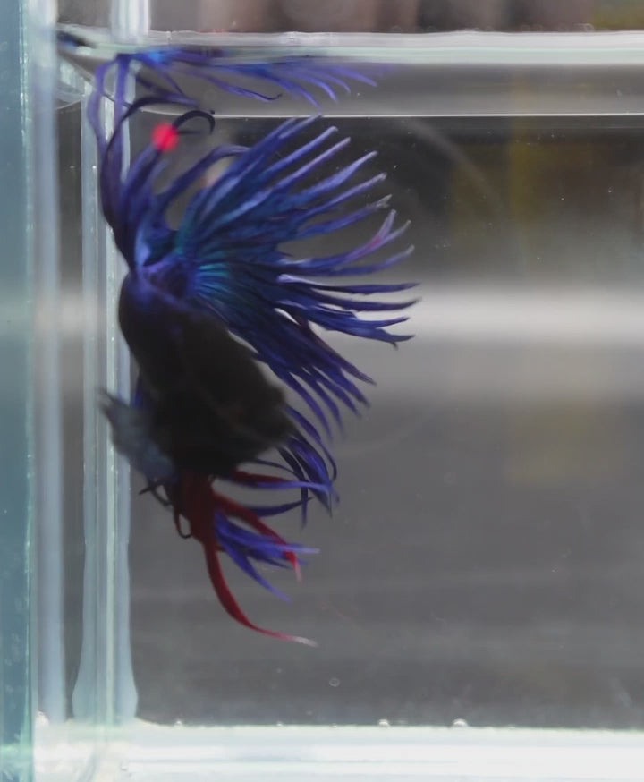 A Blue Crowntail Betta fish swimming in a small staging aquarium used for sale and viewing in the UK.