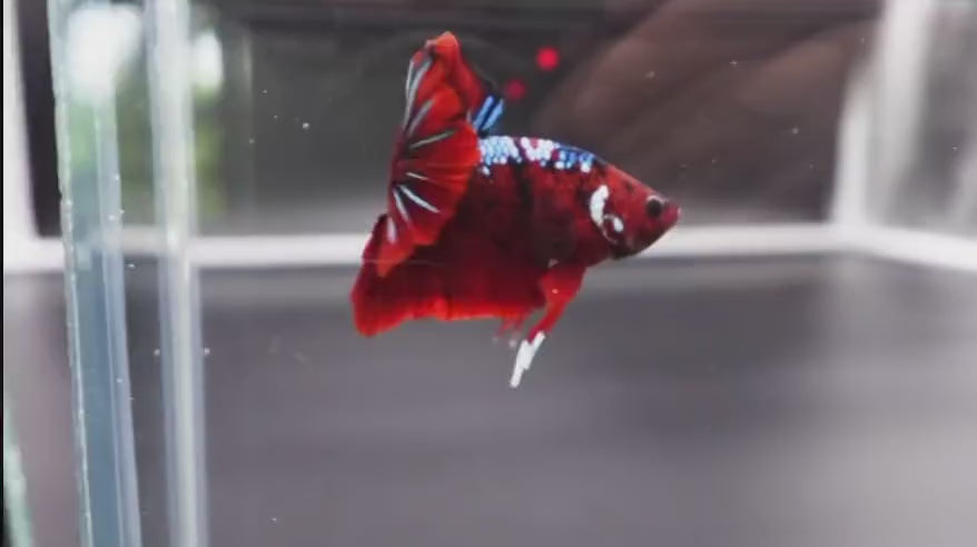 A Red Galaxy Koi HMPK Betta fish swimming in a small staging aquarium used for sale and viewing in the UK.