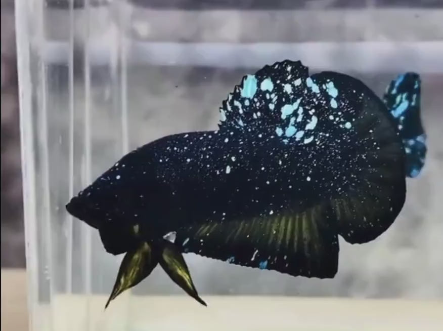 Blue_Yellow_Galaxy_Avatar_Plakat_ll