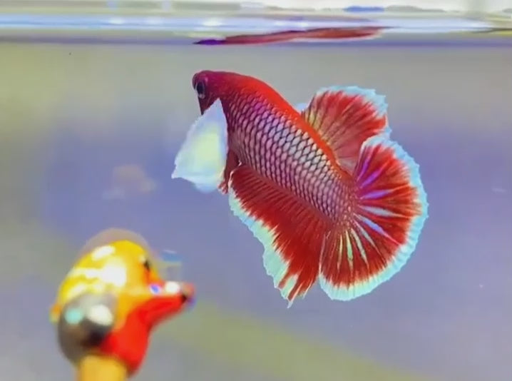 A Lavender Dumbo Plakat Betta fish swimming in a small staging aquarium used for sale and viewing in the UK.