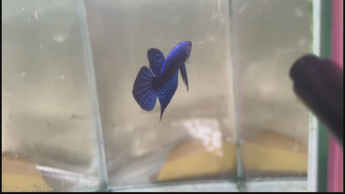 A Blue Alien Plakat Betta fish swimming in a small staging aquarium used for sale and viewing in the UK.
