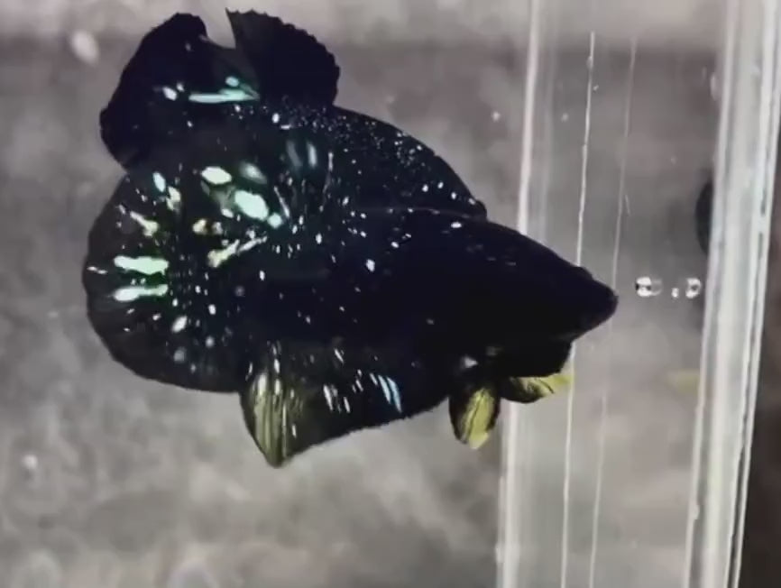 Black_Yellow_Galaxy_Avatar_Plakat