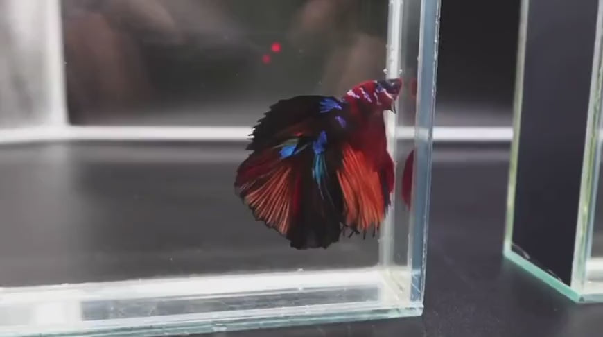 Multicolour_Halfmoon_7