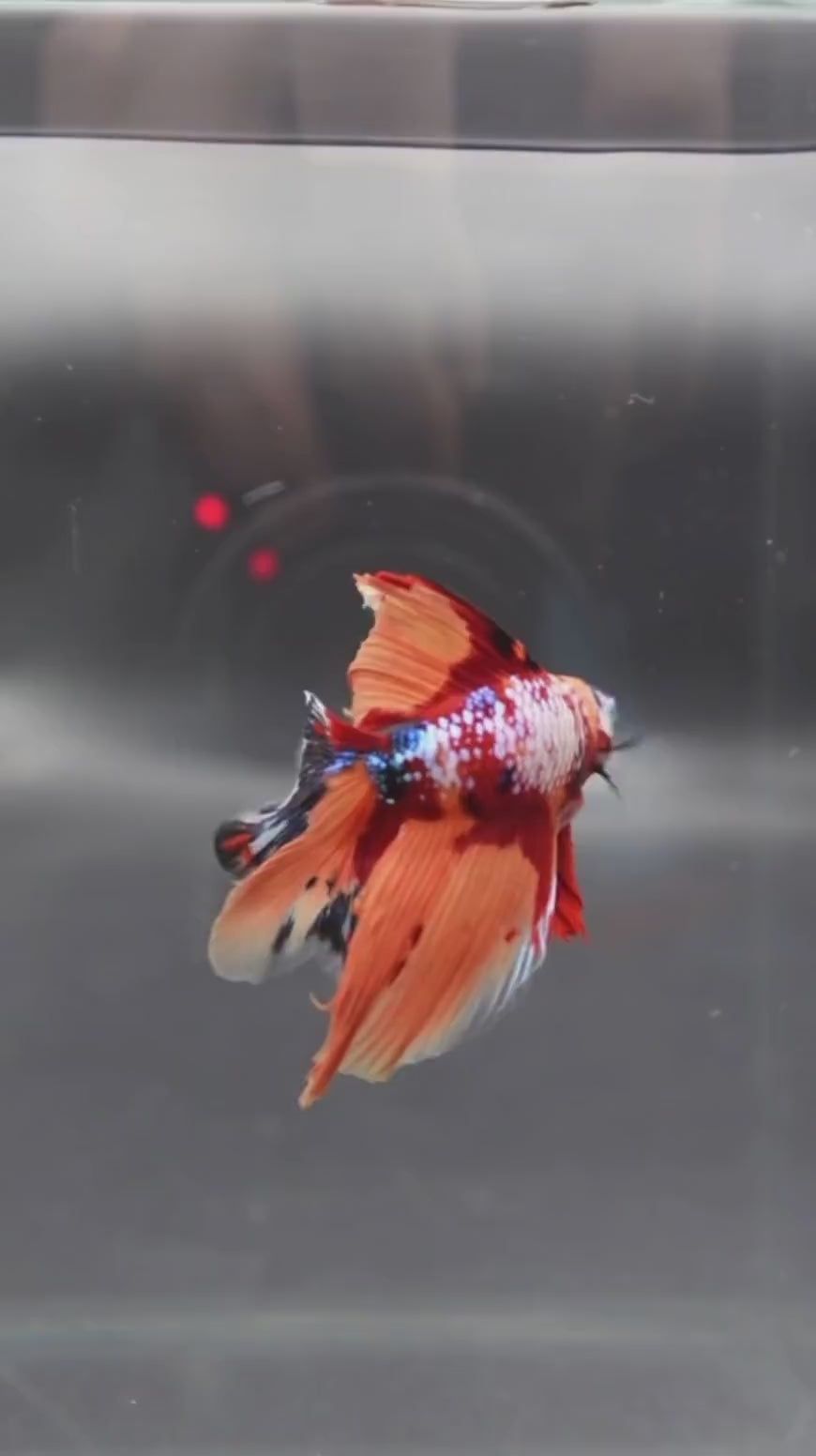 Multicolour_Fullmoon