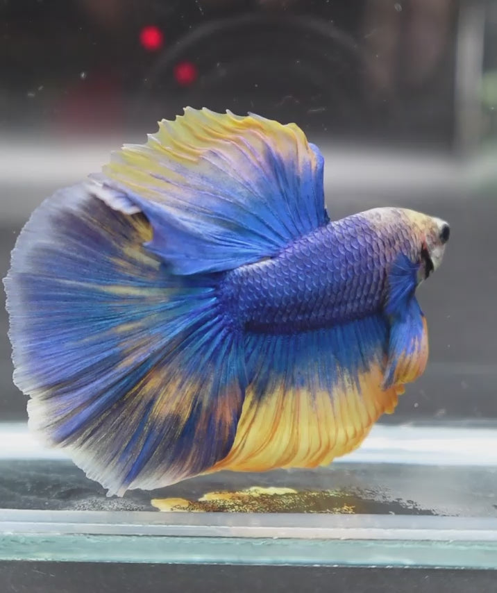 A Blue and Yellow Mustard Gas Halfmoon Betta fish swimming in a small staging aquarium used for sale and viewing in the UK.