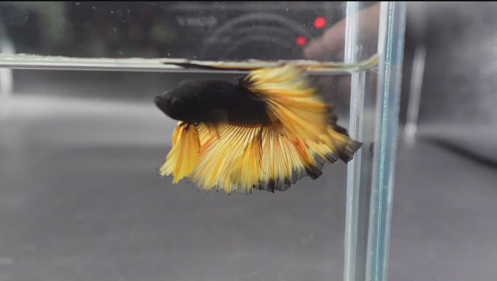 A Black and Yellow Mustard Gas Halfmoon Betta fish swimming in a small staging aquarium used for sale and viewing in the UK.