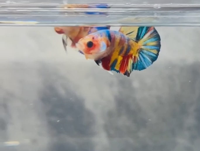 Multicolour_Plakat_GalaxyKoi_2