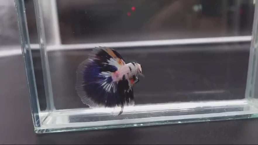 Multicolour_Halfmoon_2