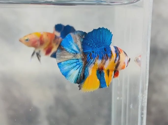 Multicolour_Plakat_GalaxyKoi