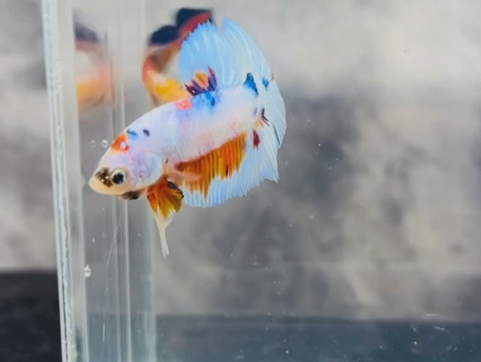 Multicolour_Plakat_GalaxyKoi_Pastel_1