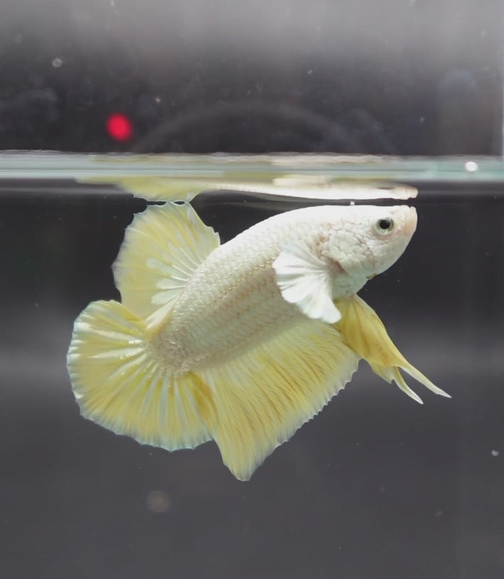 A Yellow Dragon Betta fish swimming in a small staging aquarium used for sale and viewing in the UK.