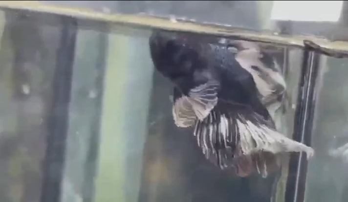 A Platinum Metallic Halfmoon Betta fish swimming in a small staging aquarium used for sale and viewing in the UK.