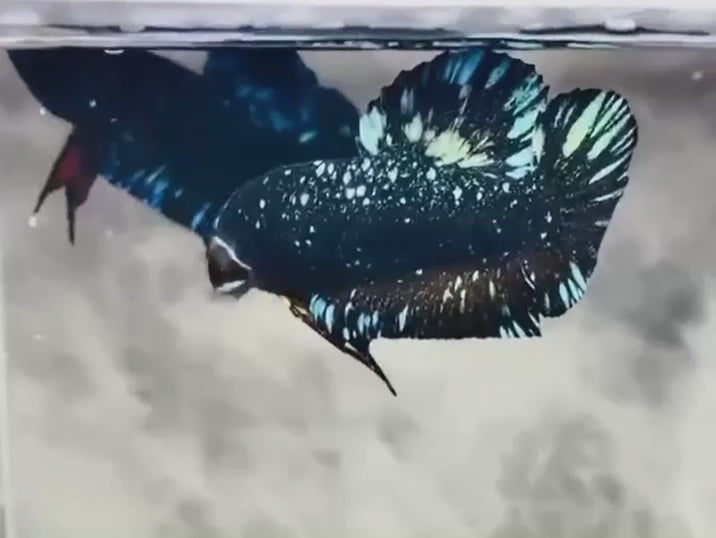 Black_Red_Galaxy_Avatar_Plakat_lll