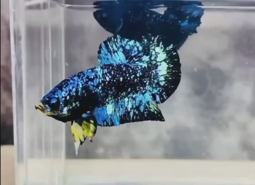 Blue_Yellow_Galaxy_Avatar_Plakat