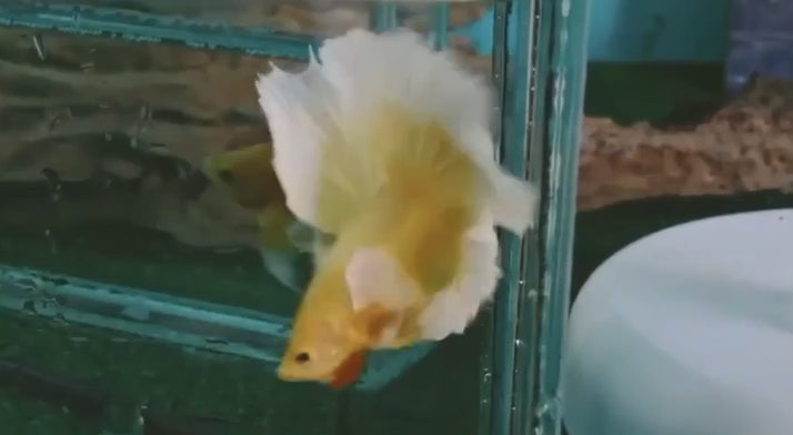 A Gold Dumbo Halfmoon Betta fish swimming in a small staging aquarium used for sale and viewing in the UK.