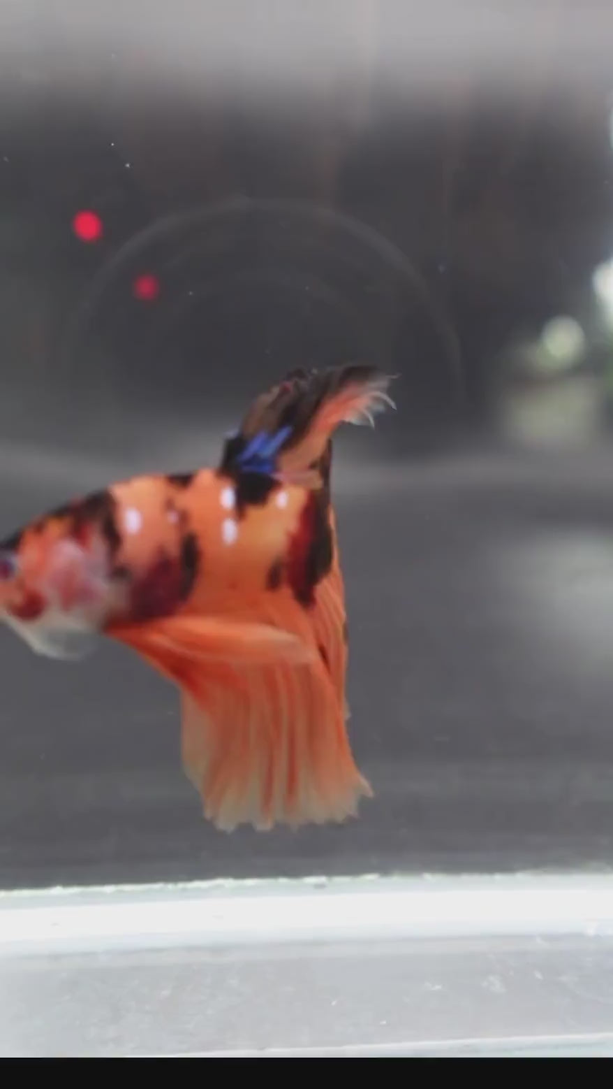 Orange_Fancy_Halfmoon