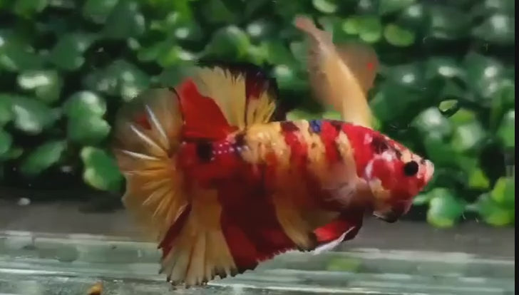 A Red Galaxy Koi Plakat Betta fish swimming in a small staging aquarium used for sale and viewing in the UK.