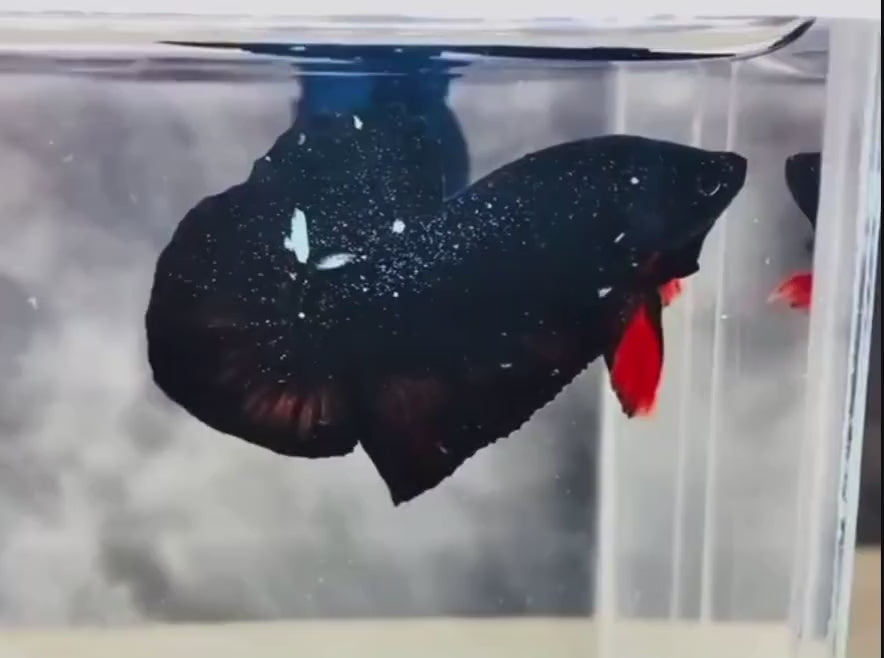 Black_Red_Galaxy_Avatar_Plakat