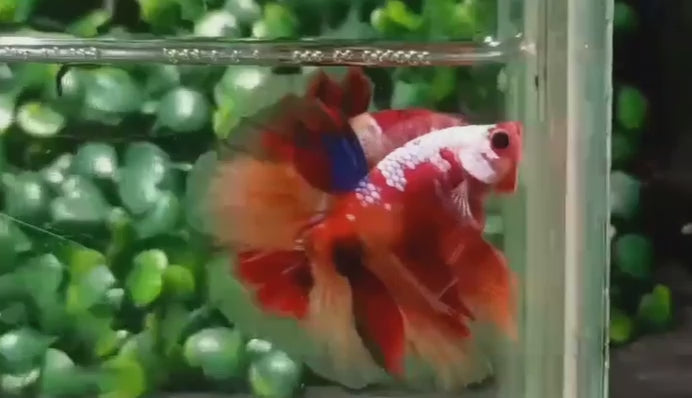 A Red Koi Candy Betta fish swimming in a small staging aquarium used for sale and viewing in the UK.