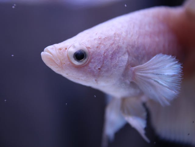 Close-up of a small fish with a dark background