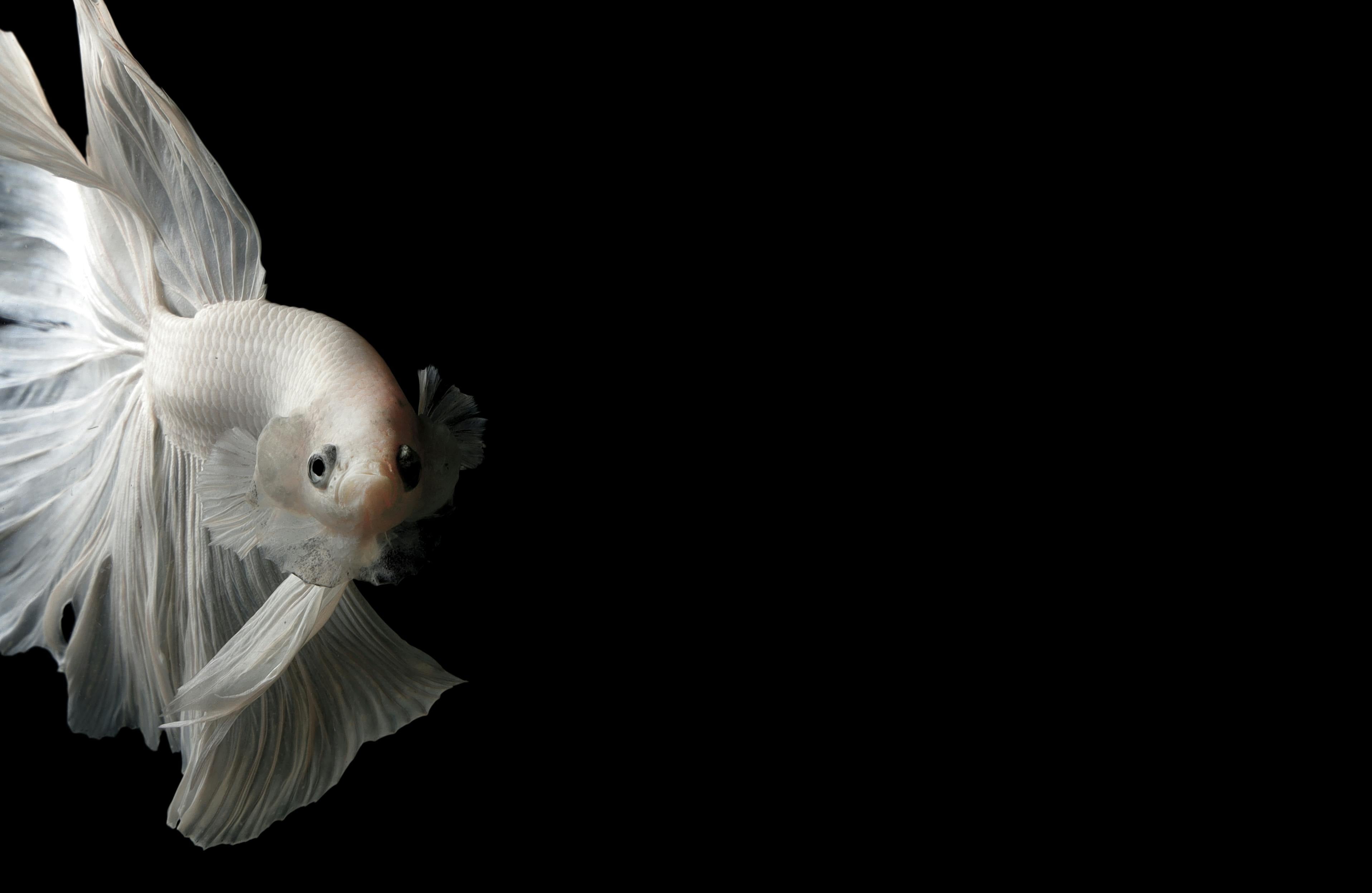 White betta fish with flowing fins on black background for aquarium design